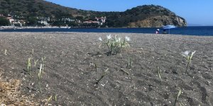 Datça Sahillerinde Kum Zambağını Koparmanın Cezası 557 Bin TL