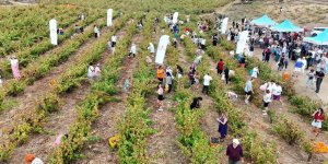 Bir Başkadır Avşa: Adakarası Üzüm Hasadı’nda Buluşma