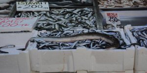 Karadeniz'de Nadir Görülen Yılan Balığı Yakalandı