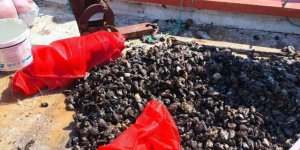 Kaçak Avlanan 600 Kilo Midye Tekrar Denize Bırakıldı