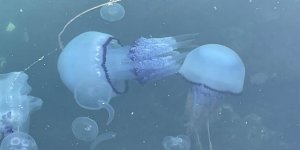 Marmara'da 'Bitti' Denilen Müsilaj Kabusu Tekrar Hortladı