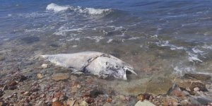 Orkinos Ölümlerinin Nedeni Kirlilik