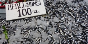 Karadeniz'de Hamsi Bereketi Sürüyor