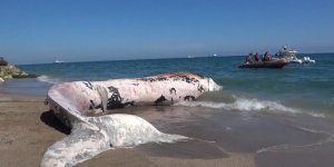 Mersin’de 16 Metrelik Fin Balinası Bilimsel Kazıyla Çıkarılıyor