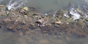 Dicle Nehri'nde Balık Ölümleri Görüldü