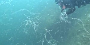 Müsilaj Kâbusu Marmara'ya Geri Döndü