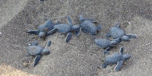 Yavru Caretta Carettların Çıkışları Tamamlandı: 210 Bin Yavru Denizle Buluştu