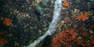 Marmara'da Mercanlara Müsilaj Tehdidi