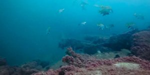 Körfez Yeniden Can Buldu