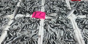 Zonguldak'ta Hamsinin Fiyatı 100 Liraya Düştü