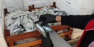 Yasal Boy Sınırlarının Altında Avlanılan Lüfer ve İstavritlere El Konuldu