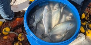 Tekirdağ'da Ağlara Takılan Lüfer Yüzleri Güldürdü