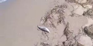 Gönen’de Sahilde Şüpheli Balık Ölümleri Kameraya Yansıdı