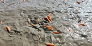 Siirt'te Gölet Kurudu, Balıklar Telef Oldu