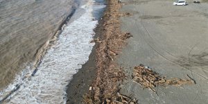 Şiddetli Yağışla Kahverengiye Dönen Akdeniz’de Kıyı Kütüklerle Kaplandı