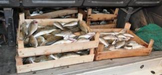 Bir ton balık ele geçirildi