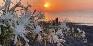 Akdeniz'in Güzelliği Kum Zambakları Koruma Altına Alındı