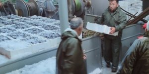 Karadeniz’de Hamsi Bolluğu