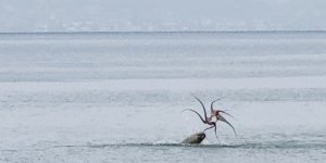 Çeşme Sahilinde Fokun Ahtapot Avı