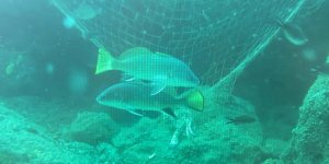 Denizlerin Sessiz Katili: Hayalet Ağlar