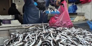 Yaz Sıcakları Palamudu Vurdu, Yerini Hamsi Aldı