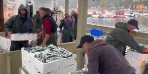Marmara'da Bereketli Av: Bin Kasa Hamsi, Bin Kasa Sardalya Avlandı