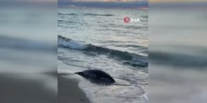 Kazakistan’ın Hazar Denizi Kıyısında 100’den Fazla Fok Ölü Bulundu