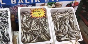 Akçakoca'dan Balık Tüketicilerine Uyarı: "Buzhane Balığına Dikkat"