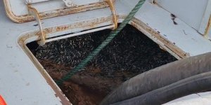 Araklı Limanı'nda Hafta Sonu Hamsi Yoğunluğu