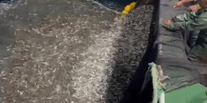 Çanakkale'de Balıkçılardan Örnek Avcılık, Yavru Balıkları Denize Geri Saldı