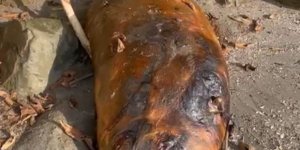 Tekirdağ Sahiline Vuran Gizemli Deniz Canlısı: Kimisi Fok Kimisi Yunus Dedi