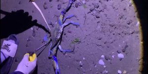 Samsun Sahilinde Nadir Misafir: Mavi Yengeç Kıyıya Vurdu