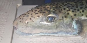 Gemlik Körfezi’nde Benekli Balon Balığı Şoku