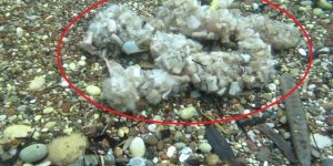 Sigara İzmaritleri Denizde Pamuk Tarlasına Dönüştü