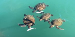 Balıkçıların Dostu: Göç Etmeyen Caretta Carettalar Limanı Mesken Tuttu