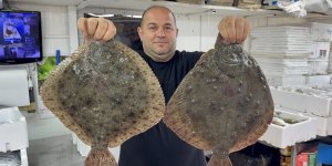 Karadeniz'de Hamsi Bereketi Diğer Balık Türlerini De Canlandırdı