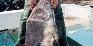 Yalova Açıklarında 4 Metre Uzunluğunda Köpek Balığı Ağa Takıldı