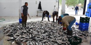 Muğla’dan 10 Ayda 618 Milyon Dolar Balık İhracatı