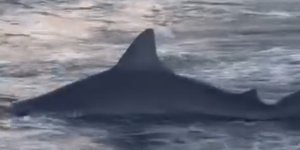 Amatör Kıyı Balıkçısının Oltasına Köpek Balığı Takıldı