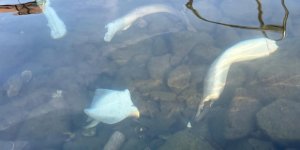 Trabzon Kıyılarında Köpek Balığı Hareketliliği Arttı