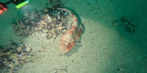 Marmara Denizi'nin Ekolojik Yapısı Mercek Altında