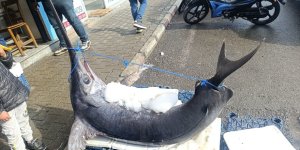 138 Kiloluk Kılıç Balığı İlgi Odağı Oldu