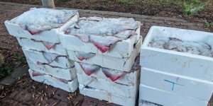 Çanakkale'de 525 Kilo Balığa El Konuldu