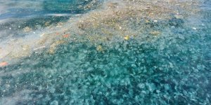 Üsküdar’da Hayrete Düşüren Görüntü: Binlercesi Kıyıya Vurdu