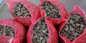 Karadeniz İçin En Büyük İki Tehdit: "Deniz Salyangozu ve Taraklı Medüz"