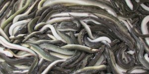 Yılan Balıkları7 Bin Kilometre Kat Ederek Meksika Körfezi’nden Aydın’a Ulaştı