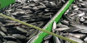 Çanakkaleli Balıkçılar Sezondan Memnun