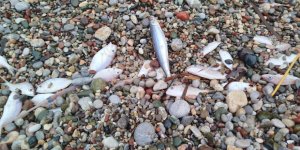 Datça’da Sahilde Görülen Balık Ölümlerinde Tehlikeli Bir Bulguya Rastlanmadı