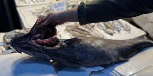 Akdeniz'de 1,5 Metrelik Atlas Balığı Yakalandı