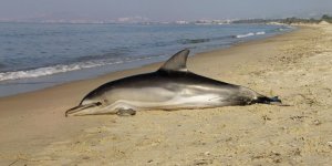 Kuşadası’nda Yunus Balığı Karaya Vurdu